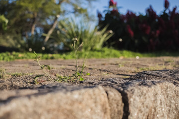 A small plant growing on an old concrete floor and deteriorated by local geological actions.