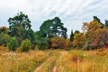 Fototapeta na wymiar rural landscape with a path in the autumn forest