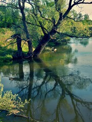 Tree above the river