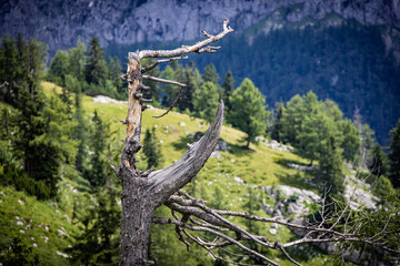 Typical panoramic view in the Austrian Alps with mountains and fir trees - Mount Loser Altaussee - travel photography