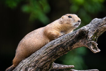 Close up of a prairie dog standing on a wooden branch against a dark bokeh background