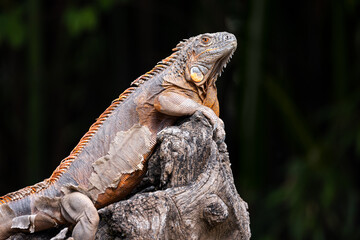 Profile close up portrait of a green iguana with orange hide standing on a rock