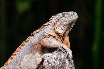 Profile close up portrait of a green iguana with orange hide standing on a rock