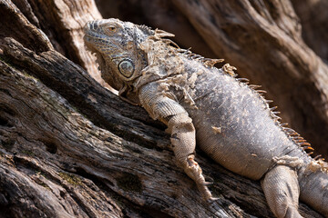 Close up profile portait of a green iguana lying on a tree branch and shedding its skin