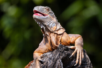 Front close up portrait of a green iguana with orange skin and its mouth open climbing on a tree trunk
