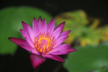 Water Lily With Healing Purple Color