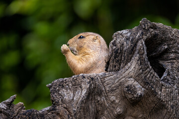 Naklejka na ściany i meble Close up profile portrait of a prairie dog, partially hidden by a dead tree trunk, eating a morsel, against a green bokeh background