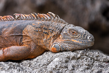 Close up portrait of a green iguana with orange skin resting on a rock