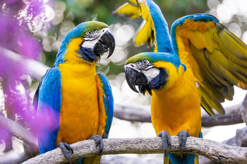 Portrait of two colorful yellow and blue macaws, one of whom is fluttering, perched on a branch, against a bokeh background
