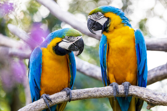Two colorful yellow and blue macaws perched on the same branch and looking at each other against a bokeh background