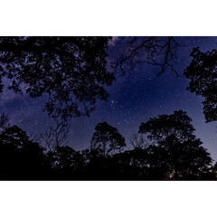 night landscape view with stars and trees
