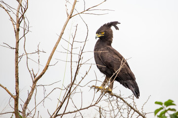 Long crested eagle known as Lophaetus Occipitalis in latin, Uganda
