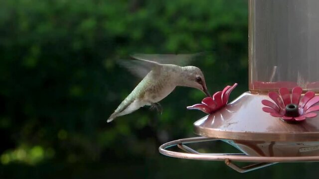 Beautiful green hummingbird eating at a hummingbird feeder