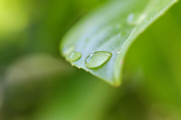 dew on grass