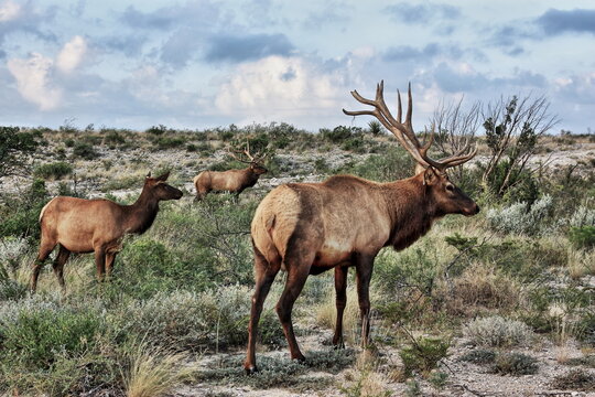 Two Bull Elk 