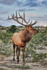 Meyers Bull Elk