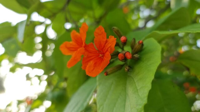 Closeup of blossoming Cordia Flowers in summer. Colorful 4K video of beautiful flower with green leaves.