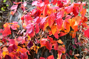 red and yellow leaves in autumn