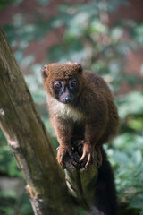 Portrait of wild brown lemur standing on tree branch