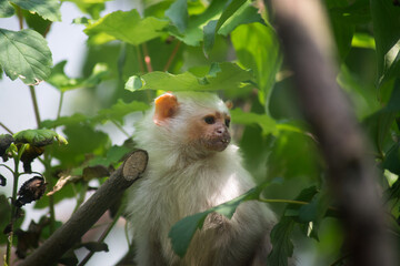 Portrait of white tamarin standing on tree branch