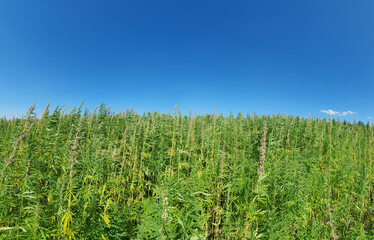 canabis on marijuana field farm sativa weed hemp hash plantation