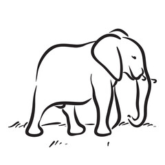 Elephant Vector Drawing