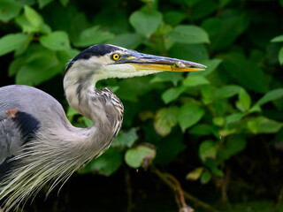 Great Blue Heron  Closeup Portrait against Green Leaves