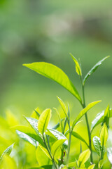 fresh green tea leaf shoots background. Green leaves environmental scene