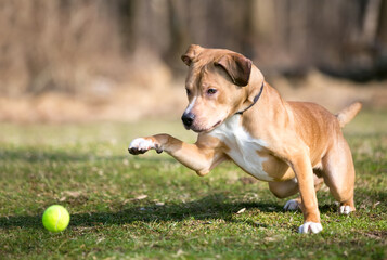 A Retriever mixed breed dog playing with a ball outdoors