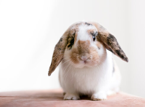 A Lop eared rabbit with calico markings sitting and looking at the camera