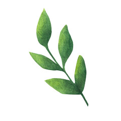 Green leaf. Watercolor element for decoration.
