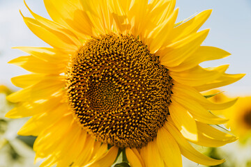 Sunflower natural background. Sunflower blooming