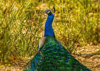 Obraz premium Peacock Exhibiting its vibrant colors