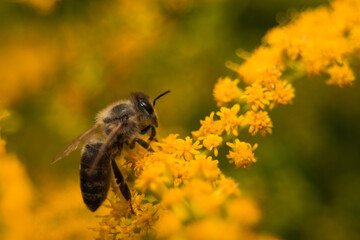 pszczoła zbierająca nektar z żółtych kwiatów 