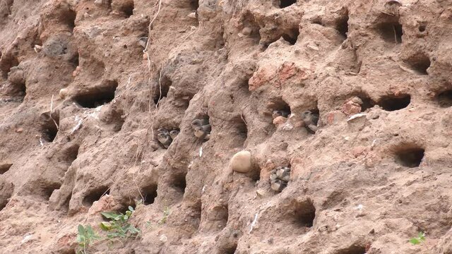 Sand Martin (Riparia riparia).Wild bird in a natural habitat. Apus swift nests. Many mink nests of birds swift on a vertical sandy shore.

