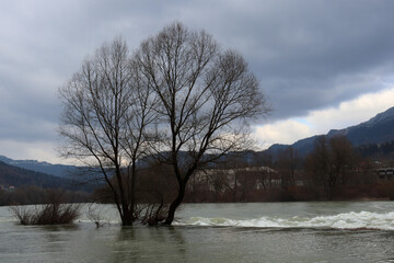 river flood with trees