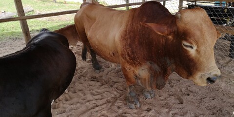 Brown ox in the barn on the rural farm