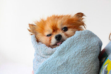 A wet little pomeranian dog is wrapped in a towel. Grooming of dogs