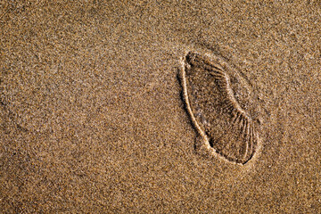Fototapeta na wymiar A washed up moon jellyfish sits on the sand of a beach