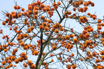 Diospyros kaki tree laden with persimmon ripe fruits - obrazy, fototapety, plakaty