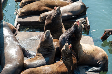 Sea lions gather on wooden docks at a pier
