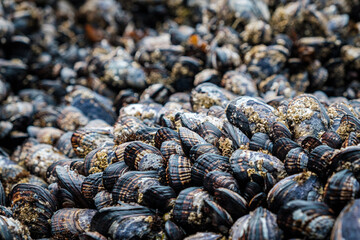 Urchins, anemone and shellfish abound on tide pools uncovered on a rocky beach