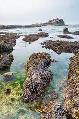 Urchins, anemone and shellfish abound on tide pools uncovered on a rocky beach