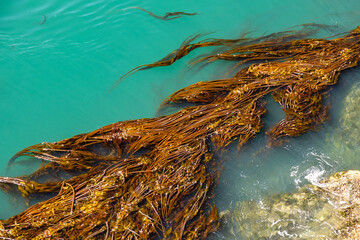 Brown kelp bed flows along a blue sea