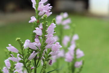 flowers in the garden