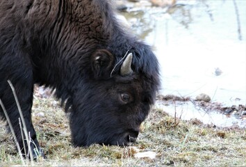 Closeup of Wood Bison (Bison bison athabascae) in British Columbia