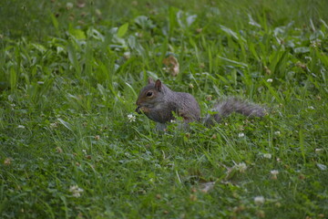 squirrel on nyc