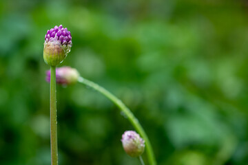 A closeup vibrant purple allium giganteum on a green stem. The round ball bud is breaking open from its pod exposing the start of a violet bloom. There are other buds in the green foliage background.