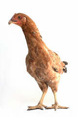 domestic chicken on white background