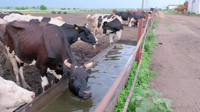 Cows drinking water on dairy farm. Various large and small cows drink water from iron trough.